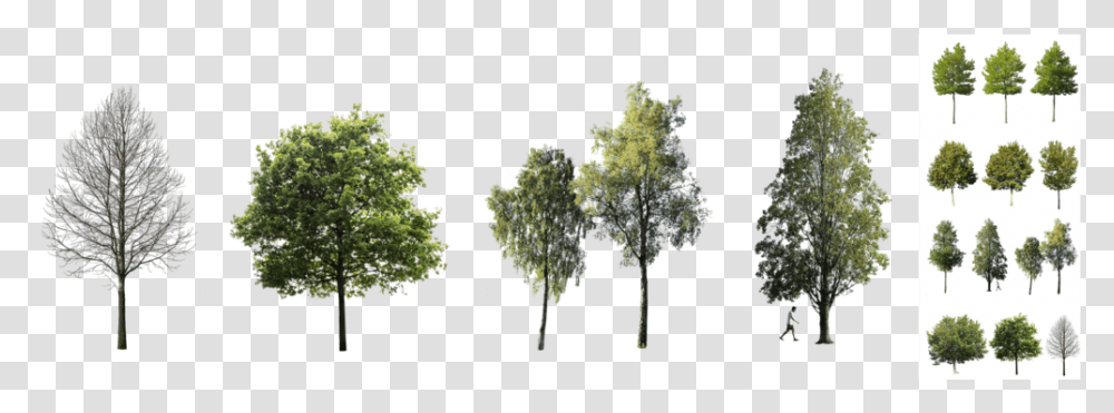 Tree, Plant, Vegetation, Green, Person Transparent Png