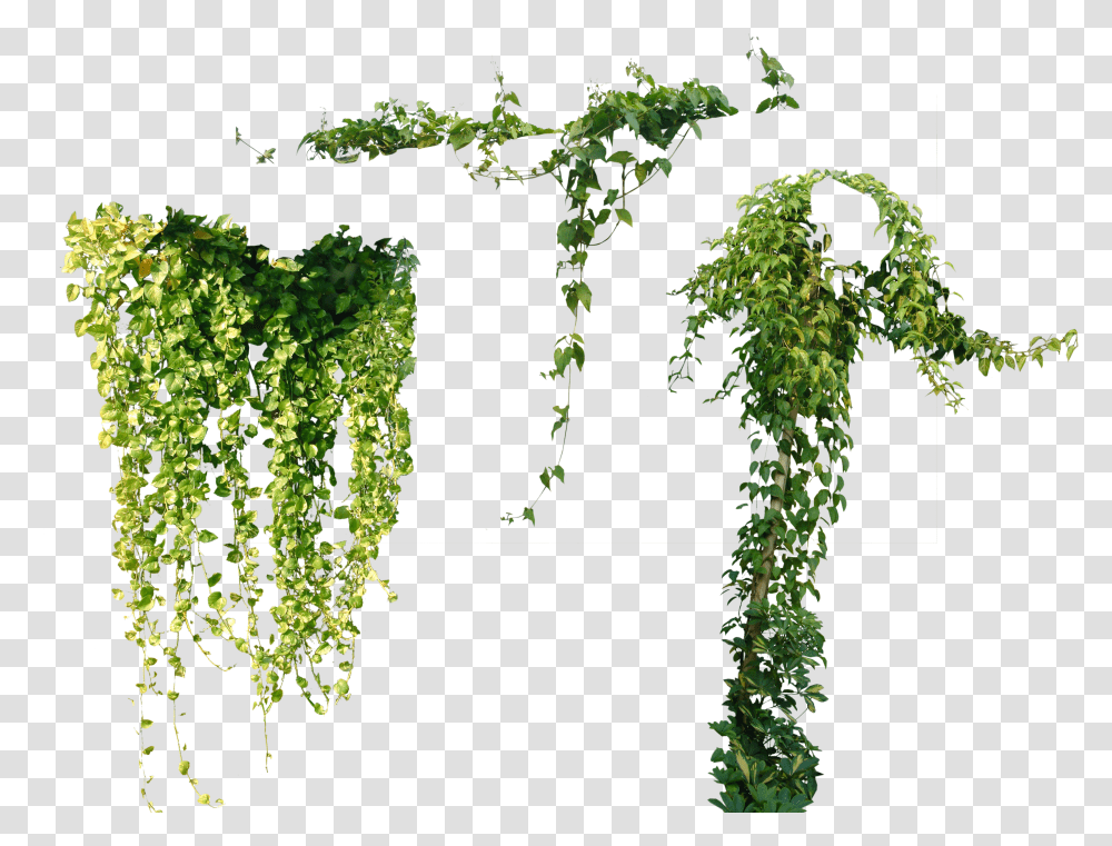 Tree Plant Vine Ivy Others File Hd Clipart Vines Transparent Png
