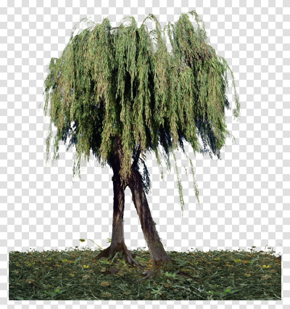 Tree, Plant, Willow, Conifer Transparent Png