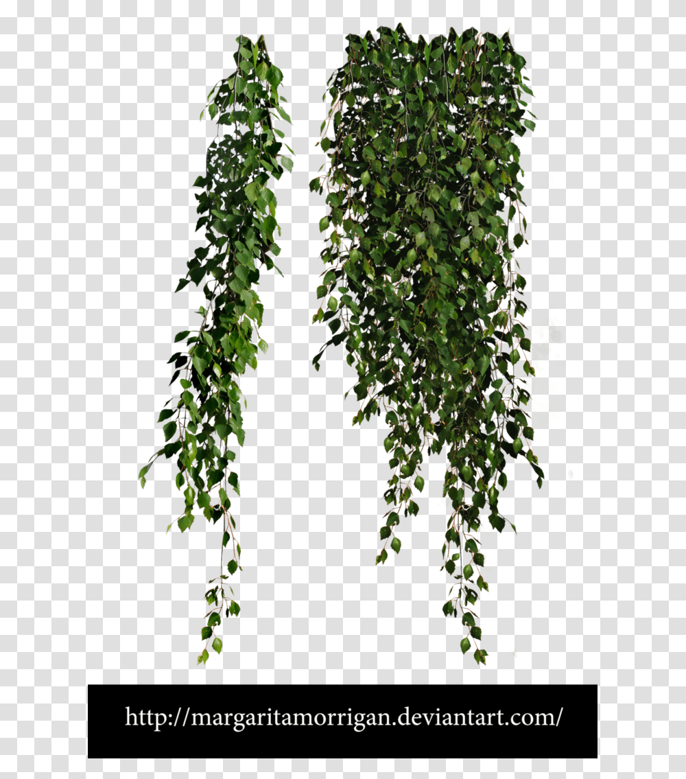 Tree Planting Definition Pc Plant, Ivy, Vine, Leaf Transparent Png