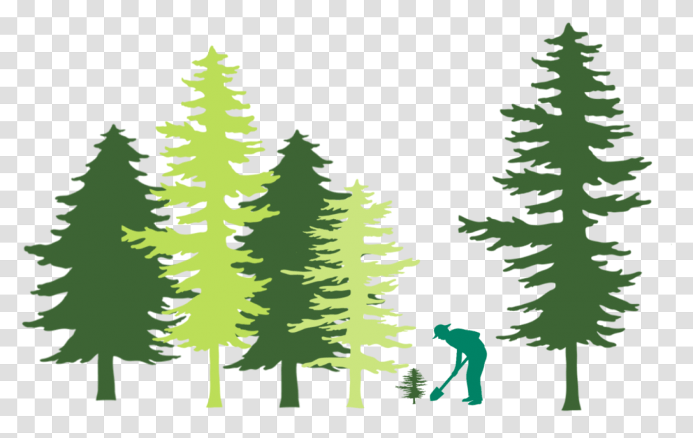 Tree Planting In Forest Illustration Green Seattle Partnership Plant Trees Forest Illustration, Pine, Fir, Abies, Ornament Transparent Png