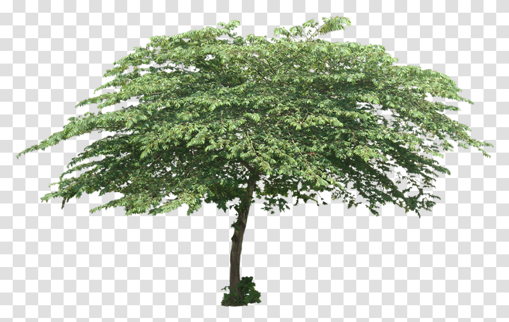 Tree Planting Trees Small Tree, Maple, Oak, Tree Trunk, Sycamore Transparent Png