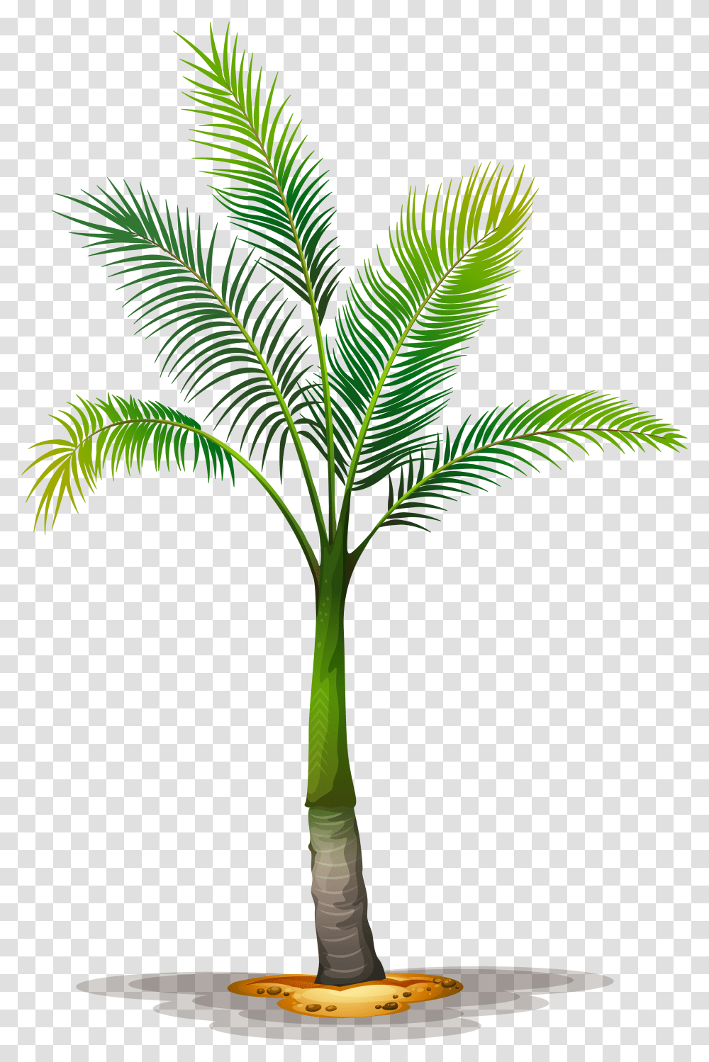 Tree Planting Trees To Plant Palm Palm Tree Green Stem, Leaf, Bird, Animal, Arecaceae Transparent Png