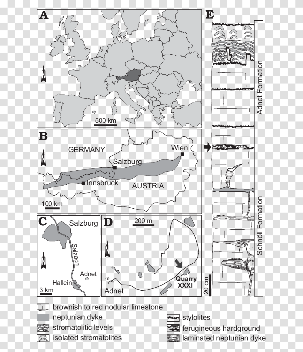 Tree, Plot, Diagram, Comics, Book Transparent Png