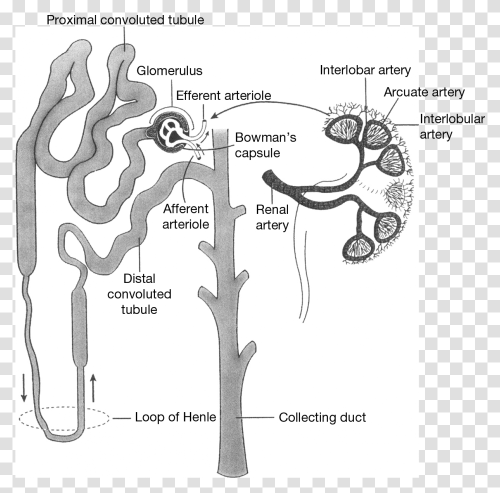 Tree, Plot, Diagram, Hip Transparent Png