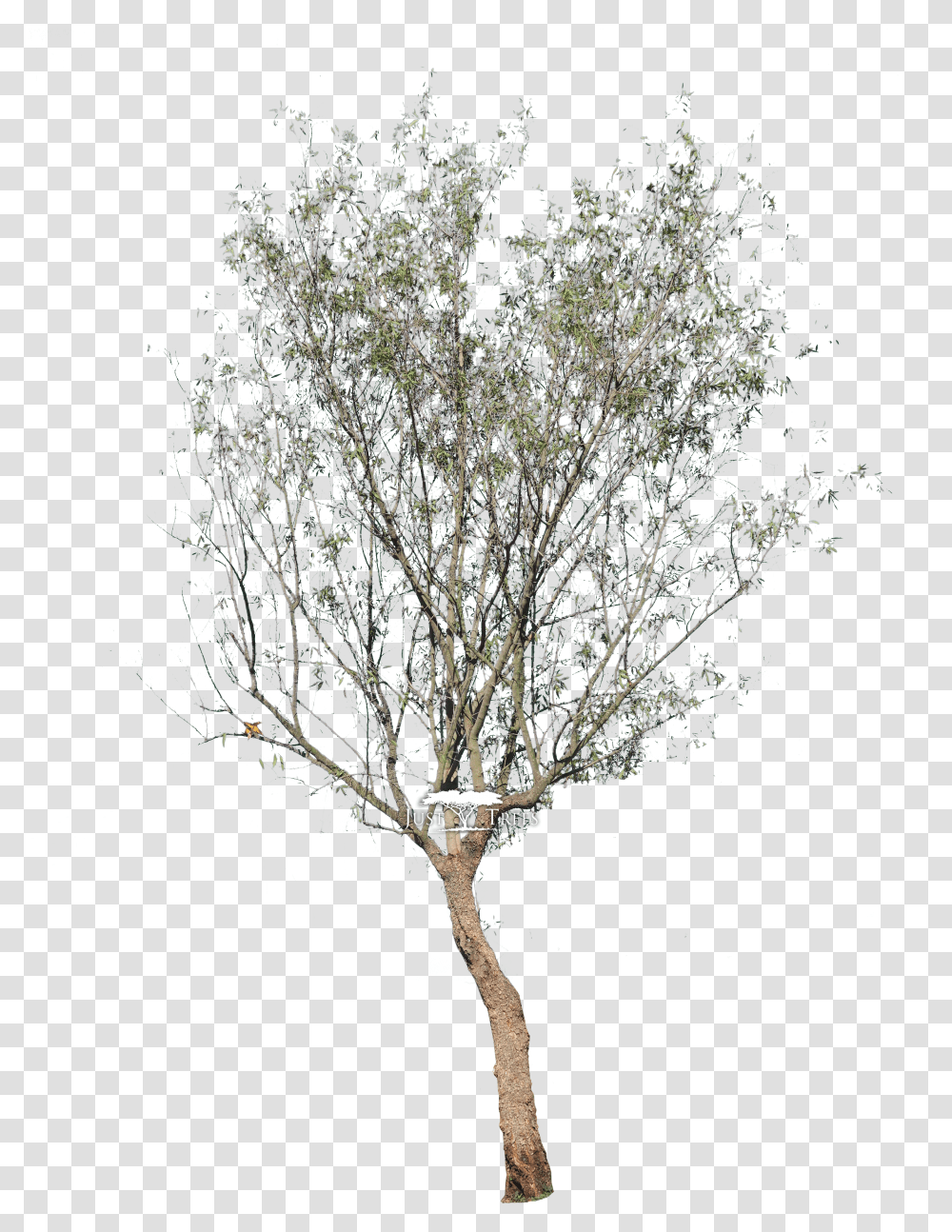 Tree Pngs River Birch Transparent Png