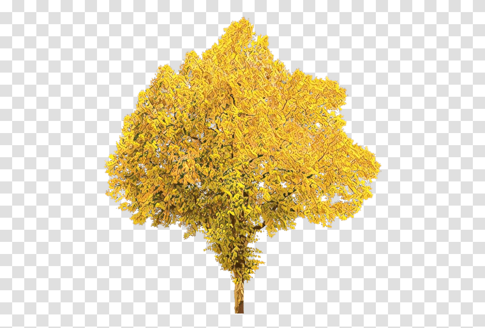 Tree Portable Network Graphics Clip Art Background Tree Leaves, Maple, Plant, Flower, Blossom Transparent Png