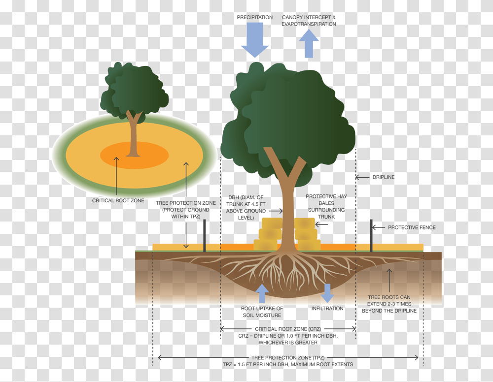 Tree Protection On Construction Sites, Vegetation, Plant, Label Transparent Png