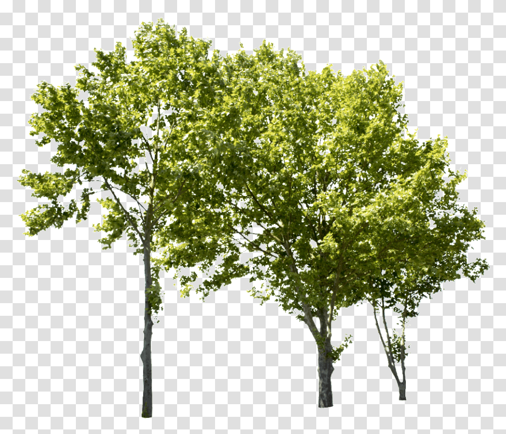 Tree Psd Cut Out Tree, Plant, Moss, Vegetation, Bush Transparent Png