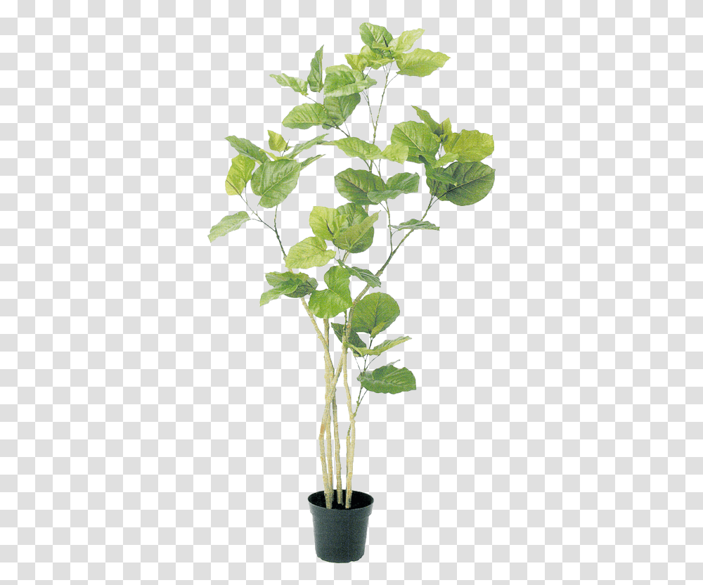 Tree Psd Plant Illustration Botanical Illustration No Background Photoshop Plants, Leaf, Annonaceae, Green, Flower Transparent Png