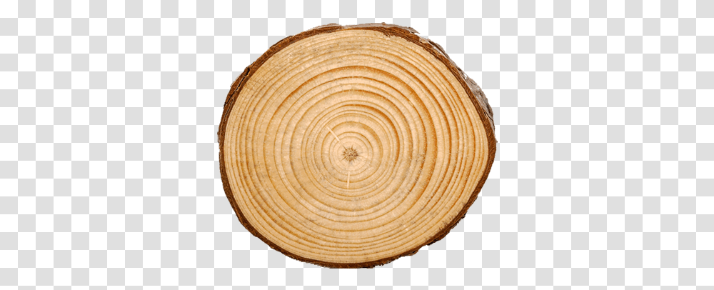 Tree Removal Services Hahira Ga Apex And La Rotonda Dome, Wood, Lumber, Rug, Plywood Transparent Png