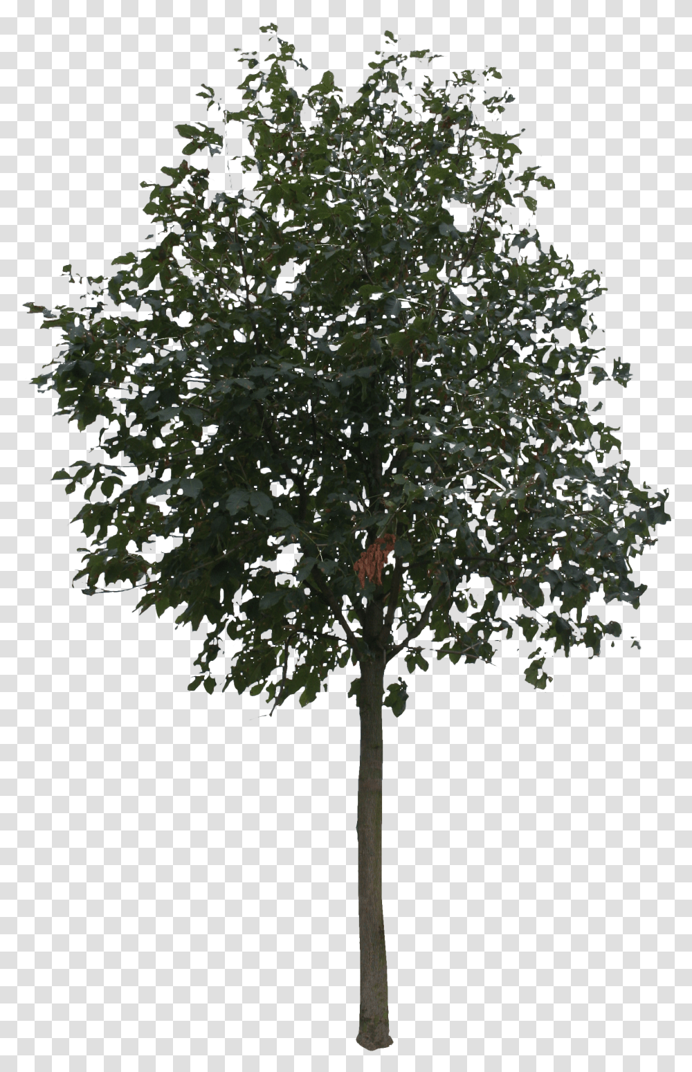 Tree Rendering Small Tree Cut Out, Plant, Maple, Fir, Abies Transparent Png