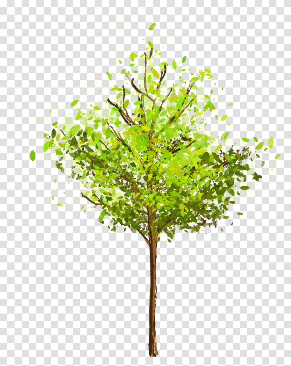 Tree River Birch, Leaf, Plant, Maple, Green Transparent Png