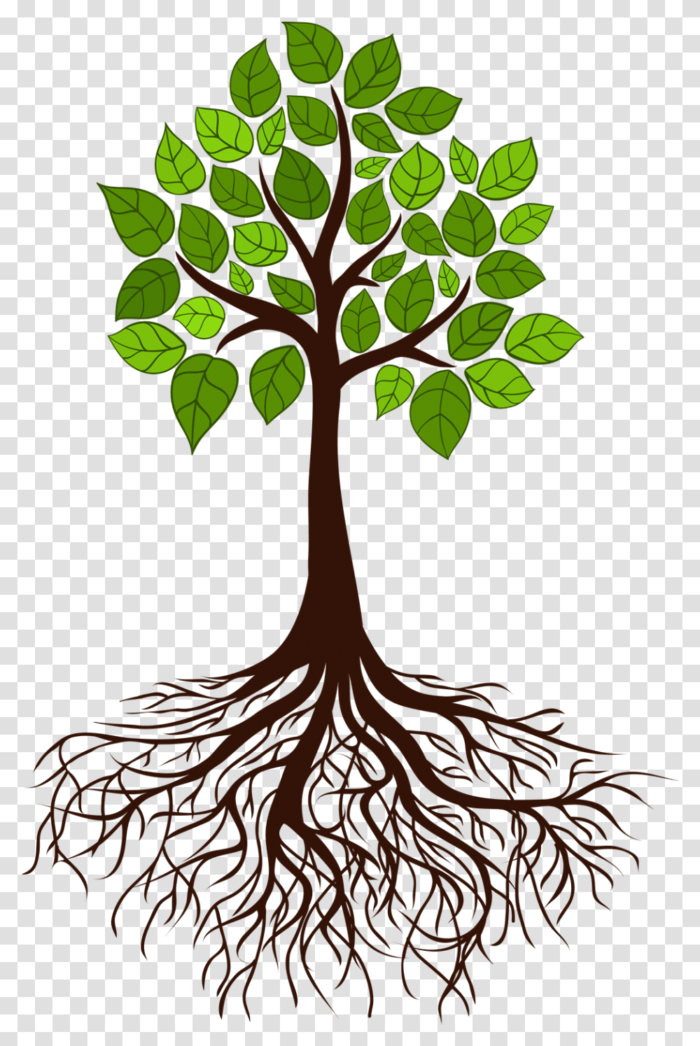 Tree Root Branch Tree Roots, Plant Transparent Png