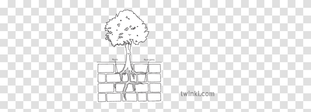 Tree Root Breaking Rock Geography Diagram Ks3 Black And Horizontal, Plant, Lamp, Text Transparent Png