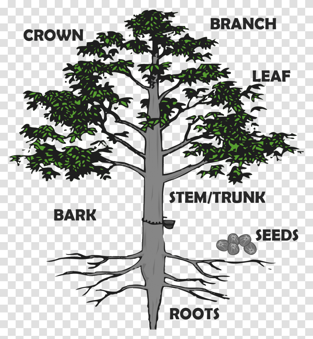 Tree Root Hevea Brasiliensis Root System, Plant, Oak, Tree Trunk, Cross Transparent Png