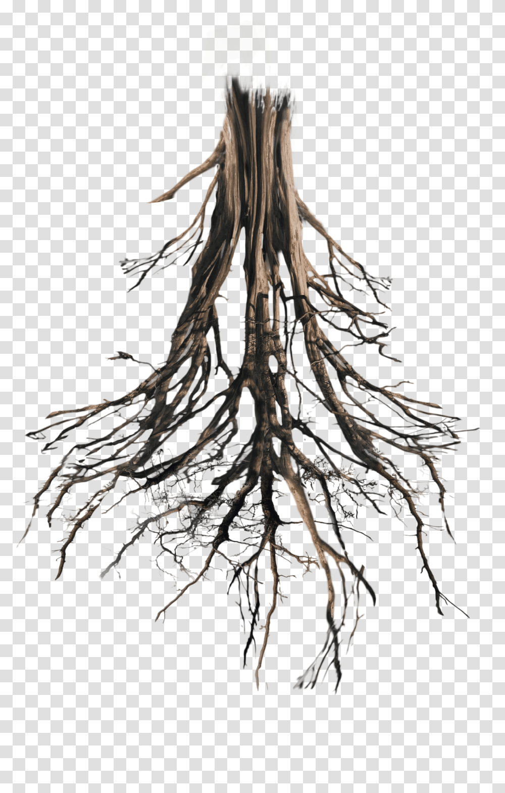 Tree Root Transparent Png