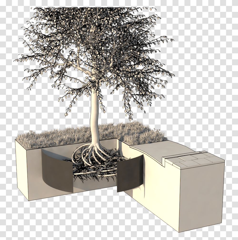 Tree Roots Architecture, Plant, Sink Faucet, Conifer, Bonsai Transparent Png