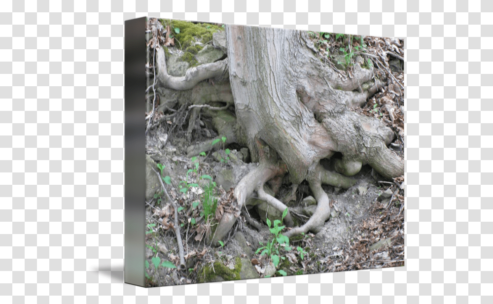 Tree Roots By Soil, Wood, Plant, Conifer, Driftwood Transparent Png