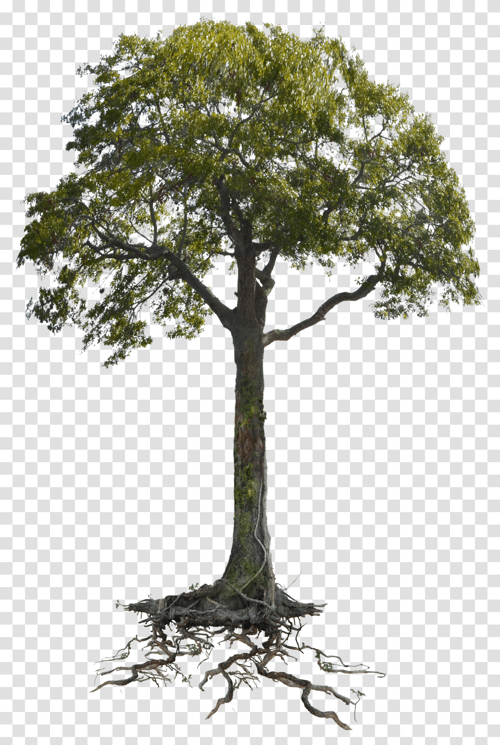 Tree Roots Clipart Transparent Png