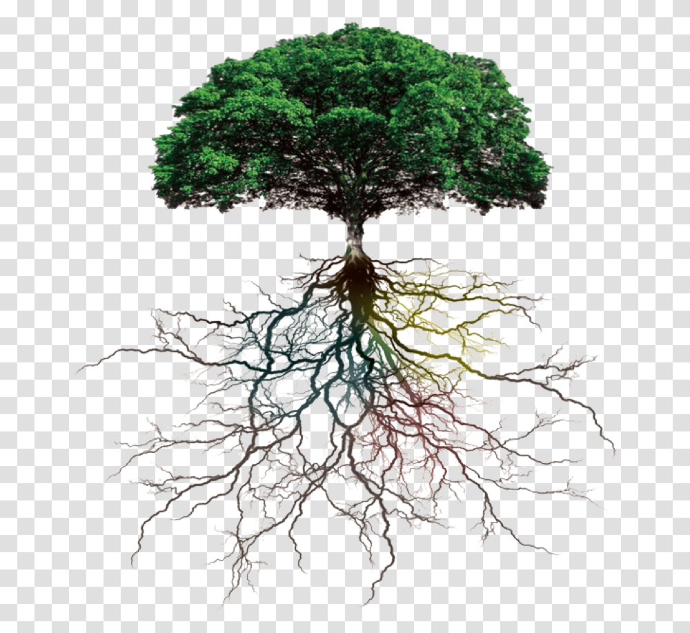 Tree Roots Download Tree With Roots, Plant, Potted Plant, Vase, Jar Transparent Png