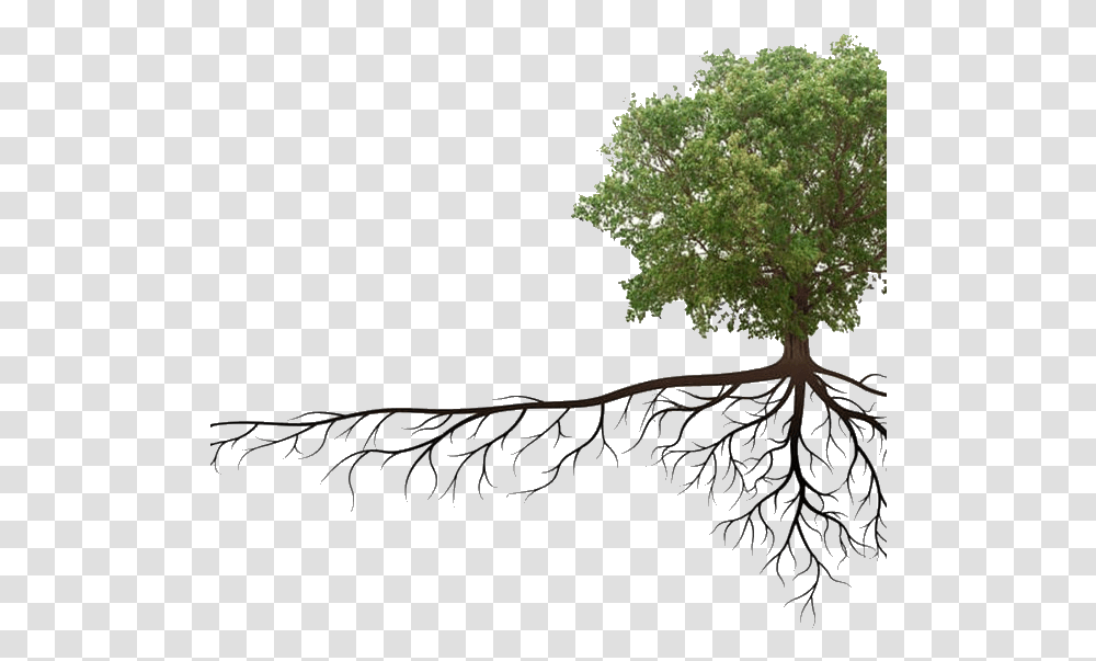 Tree Roots Growing Into Sewer Pipes Drains R Us Horizontal, Plant, Bonsai, Potted Plant, Vase Transparent Png