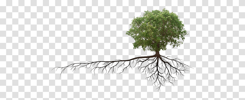 Tree Roots Growing Into Sewer Pipes Drains 'r' Us, Plant, Potted Plant, Vase, Jar Transparent Png