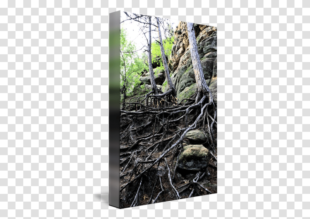 Tree Roots Northern Hardwood Forest, Plant Transparent Png