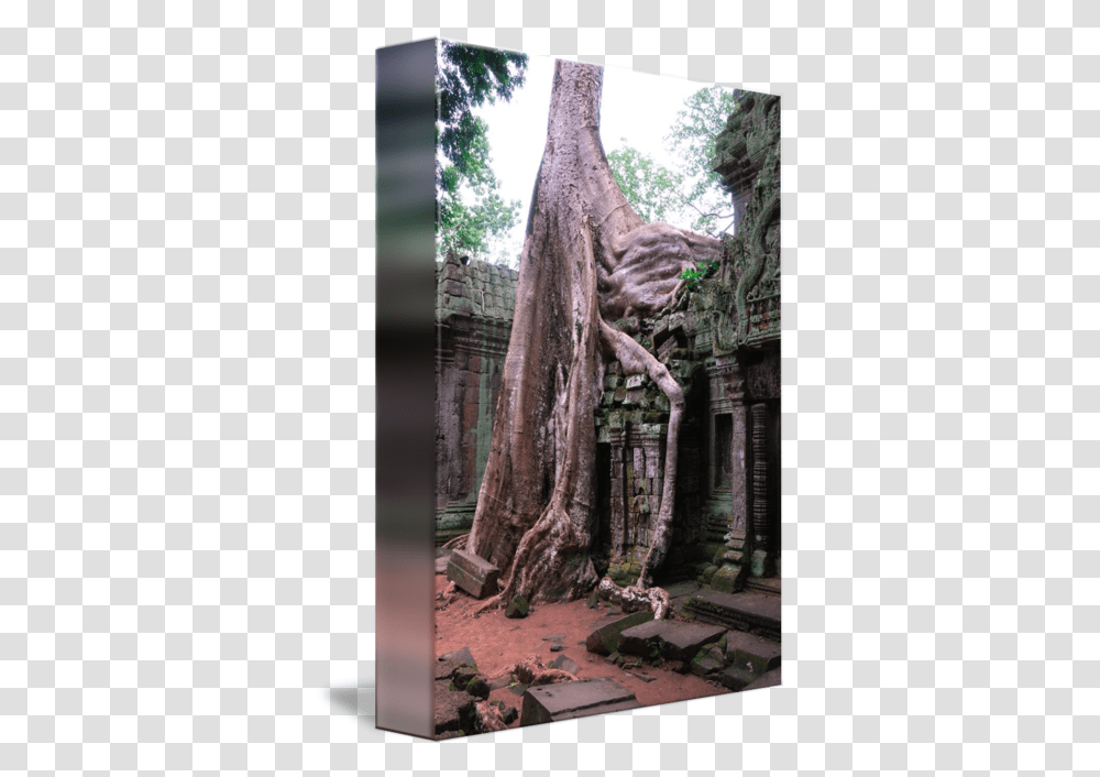Tree Roots Overgrowing A Wall In Prohm Cambodia By Nigel Taylor Angkor Wat, Plant, Vegetation, Rainforest, Land Transparent Png