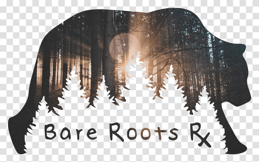 Tree Roots, Plant, Lighting, Nature, Outdoors Transparent Png