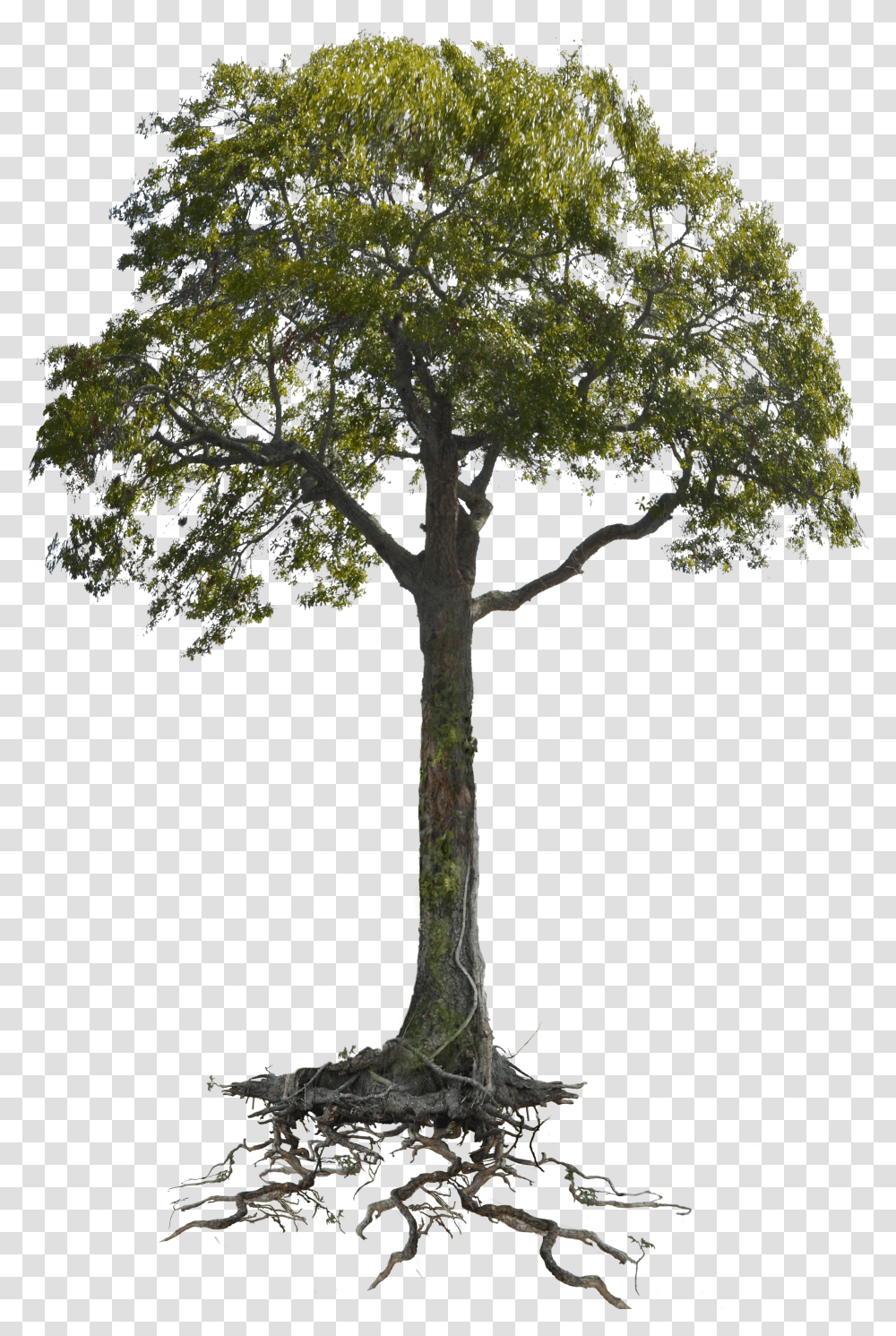 Tree Roots Svg Stock Transparent Png