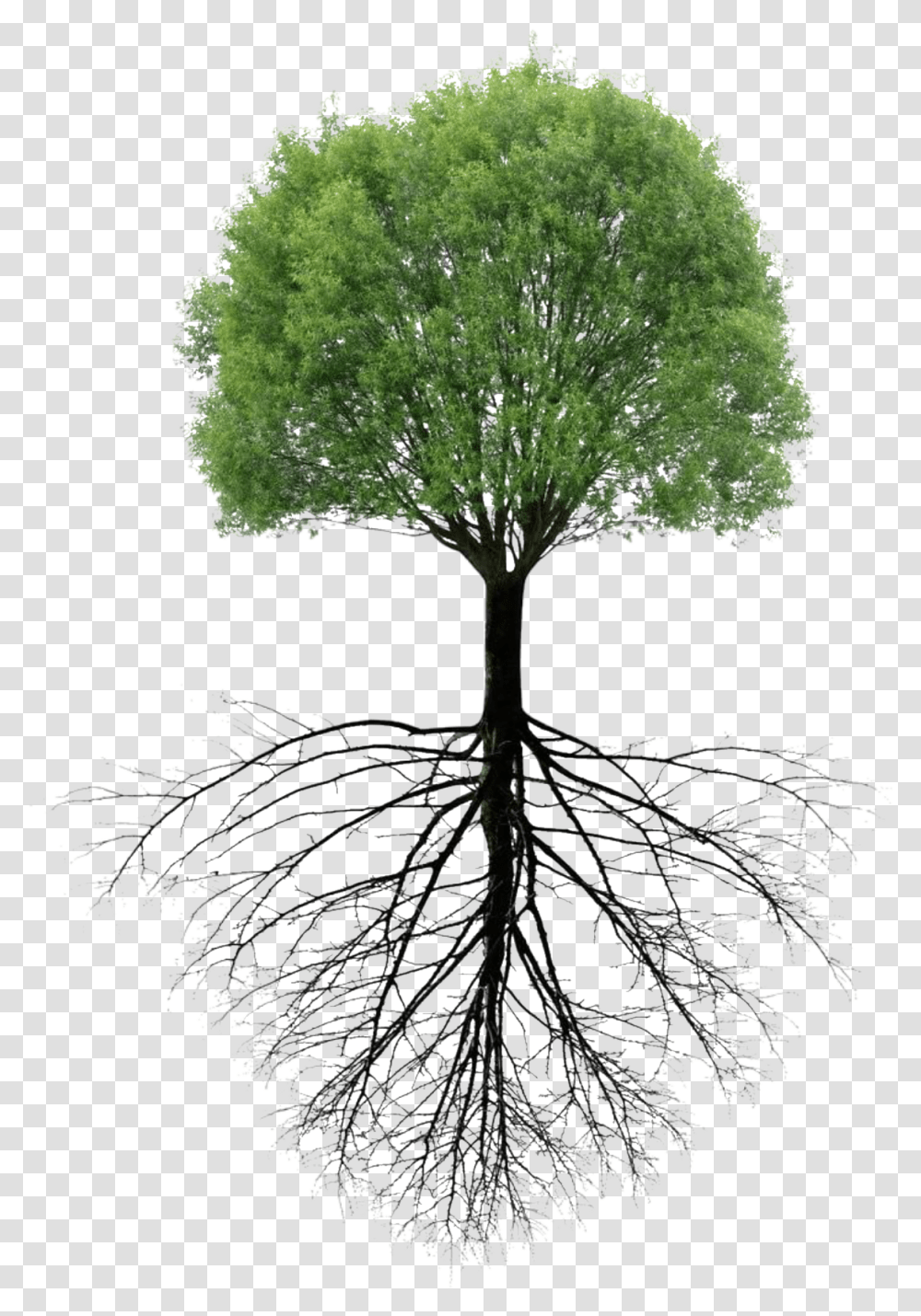 Tree Roots Tree With Roots, Plant, Bonsai, Potted Plant, Vase Transparent Png