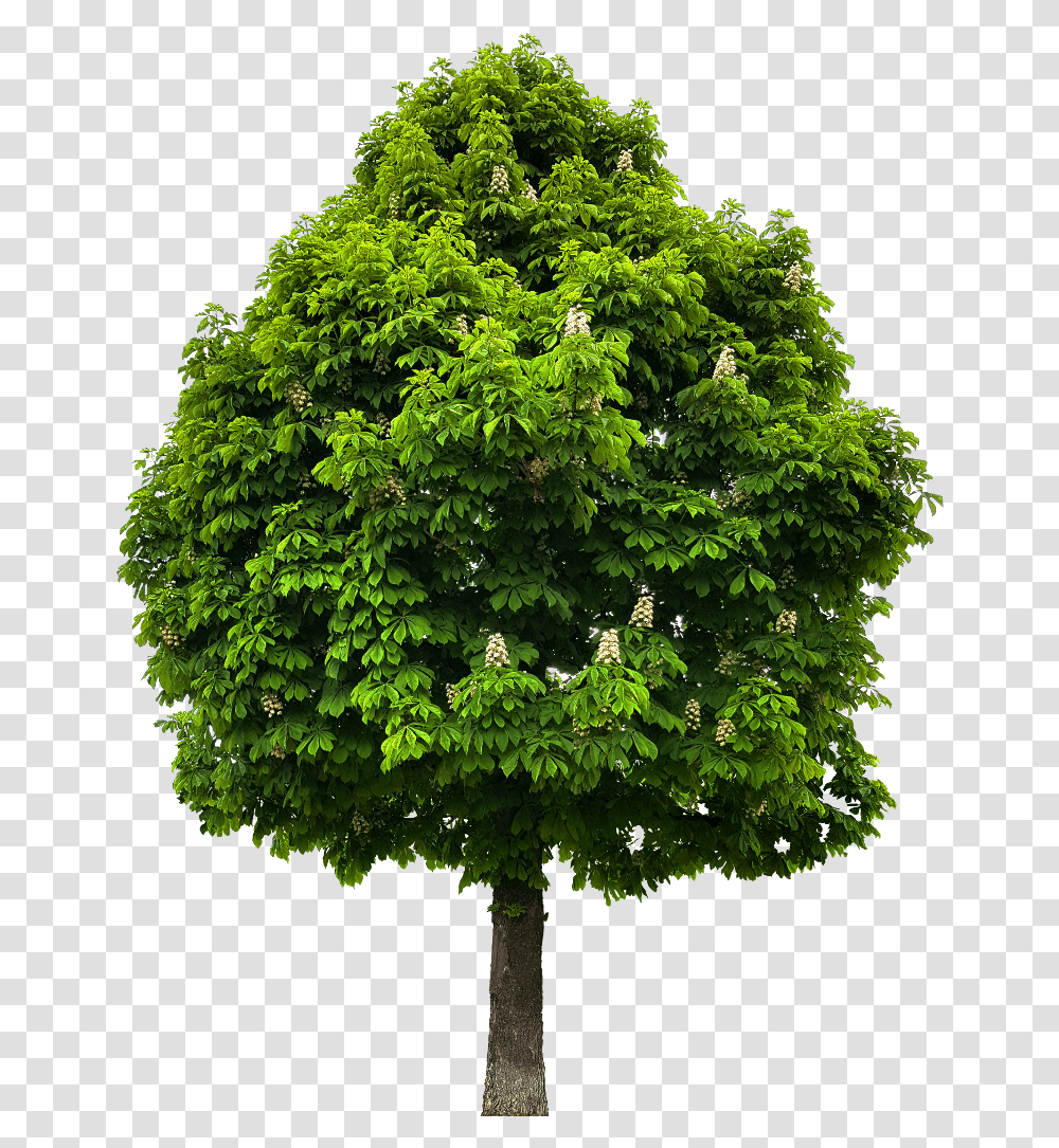 Tree Save Green Stay Clean West Bengal, Plant, Maple, Leaf, Oak Transparent Png