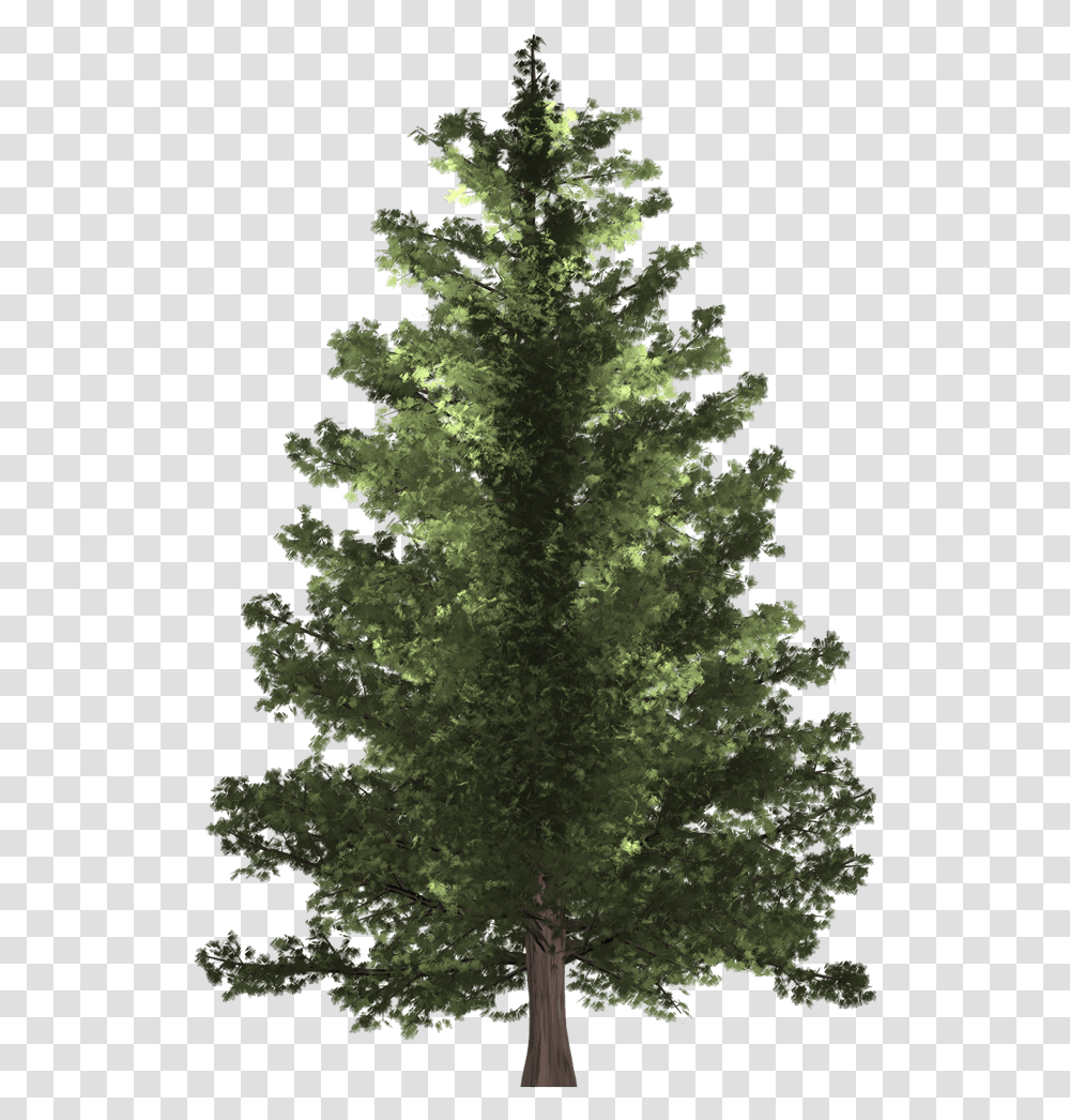 Tree Section Pine Tree Hd, Plant, Fir, Abies, Conifer Transparent Png