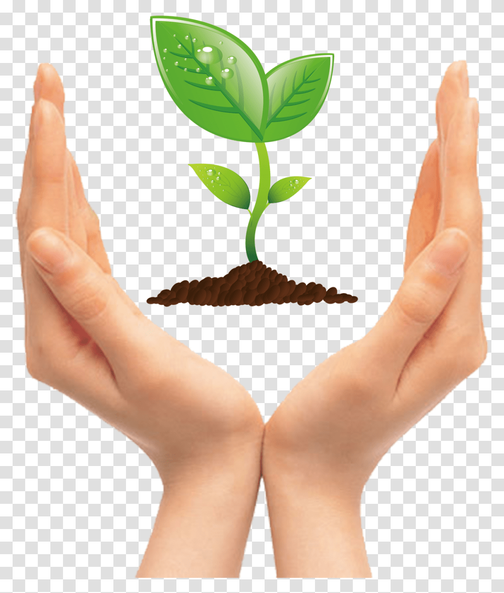 Tree Seedling Clip Art Hands Holding Plant Clipart, Person, Human, Text, Mustache Transparent Png