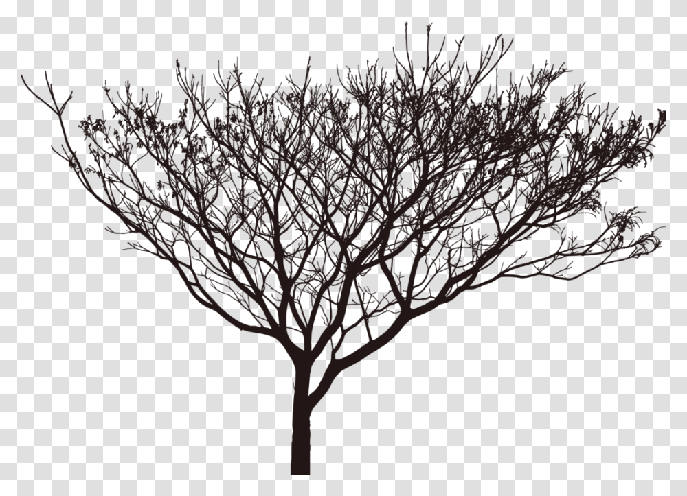 Tree Shadow Black Shadow Tree, Plant, Silhouette, Tree Trunk, Nature Transparent Png