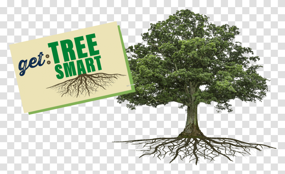 Tree Showing Roots And The Words Get Tree Smart Bio Tree, Plant, Potted Plant, Vase, Jar Transparent Png