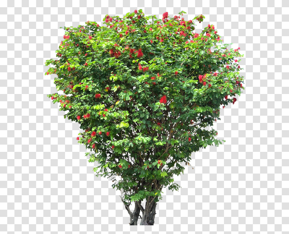Tree Shrub Download Hd Clipart Small Flower Tree, Plant, Bush, Vegetation, Maple Transparent Png