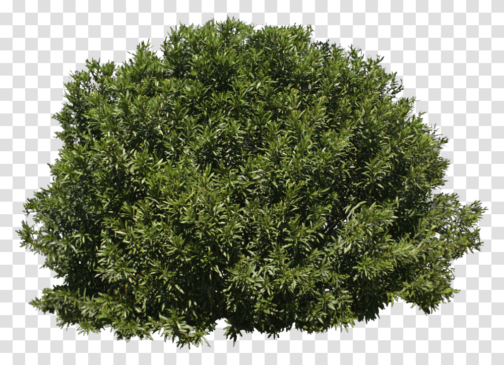 Tree Shrub Evergreen Background Bush, Vegetation, Plant, Leaf, Conifer Transparent Png