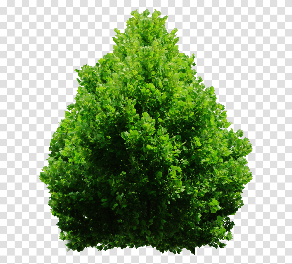 Tree Shrub, Plant, Maple, Vegetation, Bush Transparent Png