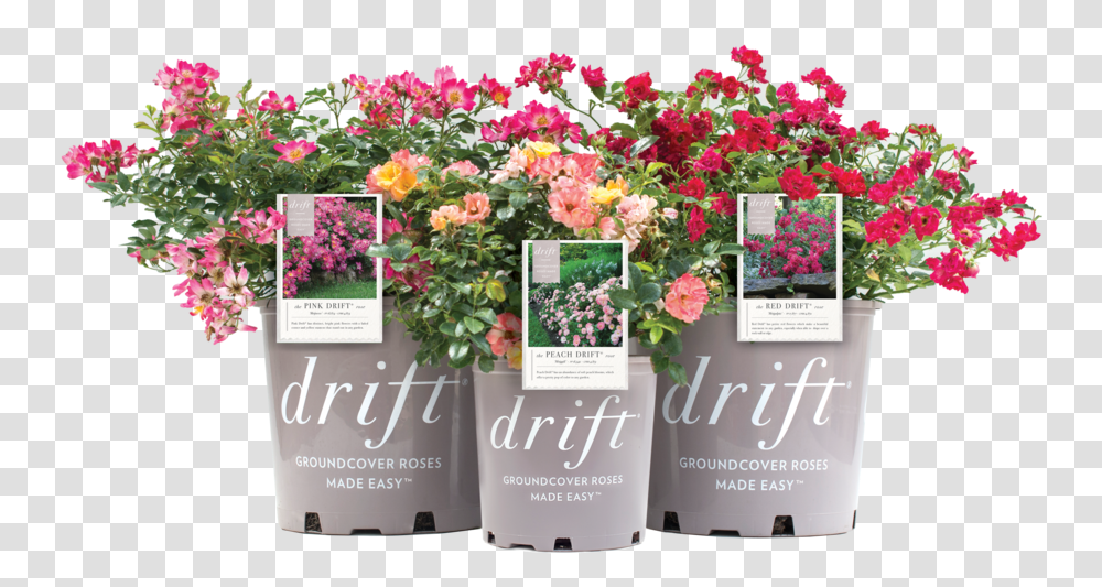 Tree Shrub Planting Material Products Drift Roses Colors, Flower, Blossom, Flower Arrangement, Flower Bouquet Transparent Png
