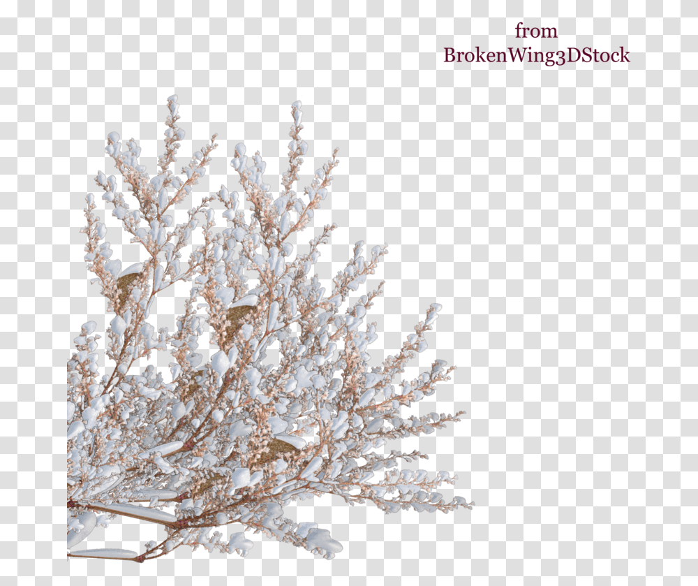 Tree Shrub Winter Branch Snow Top Download 900900 Background Snow On Tree, Plant, Ornament, Christmas Tree, Crystal Transparent Png