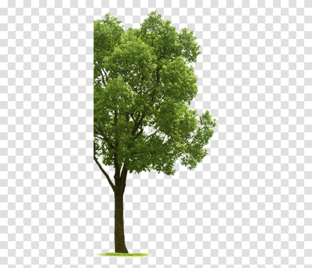 Tree Side 1 Image Tree On The Side, Plant, Vegetation, Maple, Outdoors Transparent Png