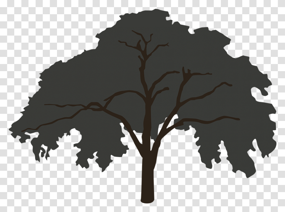 Tree Silhouette Big Forest Tree Silhouette Big, Plant, Tree Trunk, Oak, Painting Transparent Png
