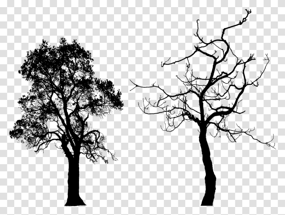 Tree Silhouette Clip Art My Brother's Peculiar Chicken Summary, Nature, Plant, Outdoors, Lighting Transparent Png