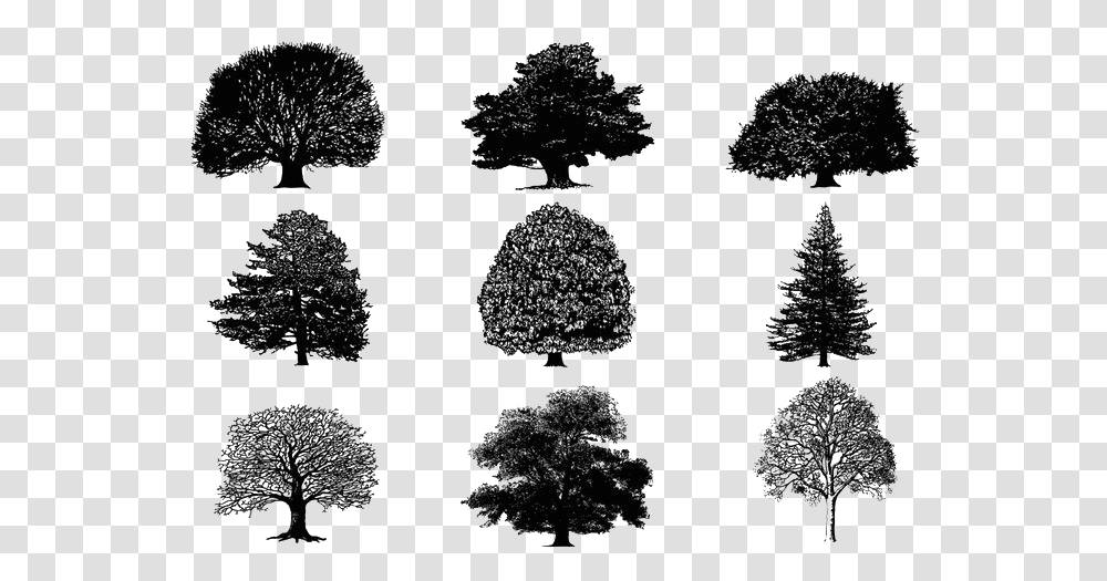 Tree Silhouette Download, Plant, Vegetation, Outdoors, Nature Transparent Png