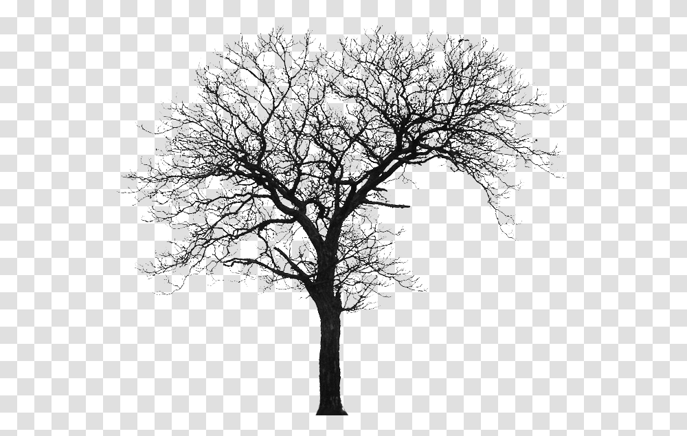 Tree Silhouette House Architecture Architecture Tree Silhouette, Plant, Tree Trunk, Bonsai, Potted Plant Transparent Png