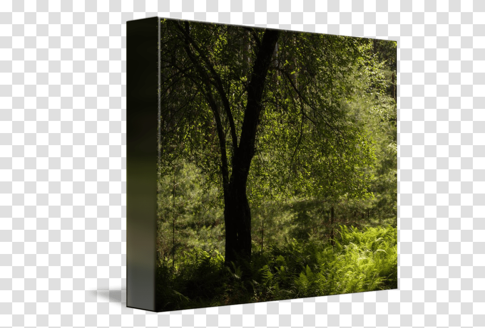 Tree Silhouette In Green By Stephen Sepan Tree, Plant, Vegetation, Tree Trunk, Woodland Transparent Png