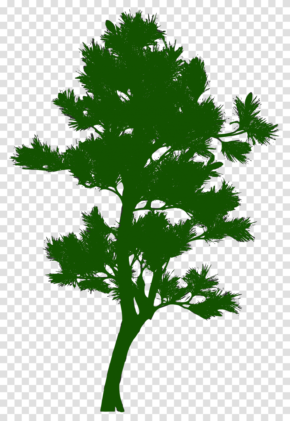 Tree Silhouette Pine Green Tree Silhouette, Plant, Vegetation, Fir, Conifer Transparent Png
