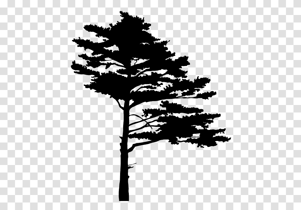 Tree Silhouette, Plant, Fir, Abies, Pine Transparent Png